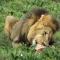 Chrislin African Lodge - Addo