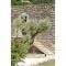 Domaine de Cousignac photo 20