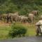 Makweti Safari Lodge - Welgevonden Game Reserve