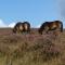 Pear Tree Cottages
