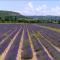 Le Nesk Ventoux - Hotel - Sault-de-Vaucluse