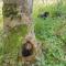Bullace Barn - Thurlstone