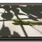 Le Gecko Vert