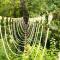 The Blossom Resort - Chikmagalur