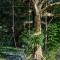 Epiphyte B & B