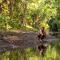 The Canopy Rainforest Treehouses & Wildlife Sanctuary - Tarzali