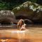 The Canopy Rainforest Treehouses & Wildlife Sanctuary