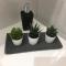 StarHomes Double Lux 10