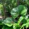 Cairns Rainforest Retreat