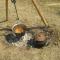 Camp Tomasevic