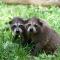 Parc Omega
