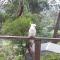 Katoomba Falls Cottage