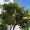 Apartament in arico
