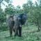 Honeyguide Tented Safari Camps - Mantobeni - 曼耶雷蒂野生动物园