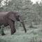 Honeyguide Tented Safari Camps - Mantobeni - 曼耶雷蒂野生动物园