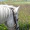 Húsey Hostel & Horsefarm - Egilsstaðir