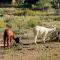 CAL PUIG, ENOTURISMO RURAL entre Viñas y Bosques - Juncosa