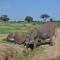 Elephant Rock Luxury Camp Tarangire