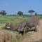 Elephant Rock Luxury Camp Tarangire - Kaiti