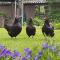 B&B De Loenense Bossen