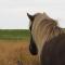 Húsey Hostel & Horsefarm - Egilsstaðir