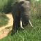 Karongwe Portfolio- Shiduli Private Game Lodge - Hoedspruit