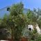 Apartmani Badurina - Maslina