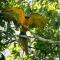 Grand Amazon Lodge and Tours - All Inclusive