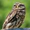 Little Owls Nest Holiday Home - Wisbech
