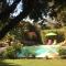 Santolines en Provence
