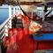 Selvagem Tours
