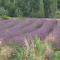 Santolines en Provence - 皮奥伦克