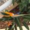 Bungalow 90m2, airco 2, Pool 5x10, Sandy Beach 200m, Wifi, Carport for 2 cars.