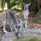 The Lodges Two - Halls Gap