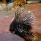 Porcupine Walk