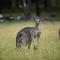 The Lodges Two - Halls Gap