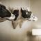 Holiday Inn Express and Suites Madison Central by IHG