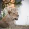 Boteti Tented Safari Lodge