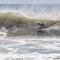 Pelicano Surf Camp