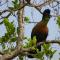 Coga Cottage - Marloth Park