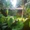 Jungle Garden