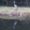 Appartement am Teich