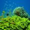 Red Sea Dive Center