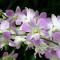 Orchid Haven