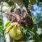 IguassuEcoHostel - Eco Suítes - Hostel mais próximo das Cataratas - 伊瓜苏