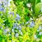 Les Lilas