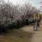 Cherry Blossom Koseicho