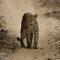 Leopard Trails Wilpattu
