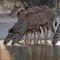 Grassland Safari Lodge