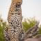 Nkorho Bush Lodge